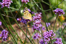 Verbena Bonariensis Lollipop Purple Flowers And Yellow Argynnis Paphia Butterfly On It