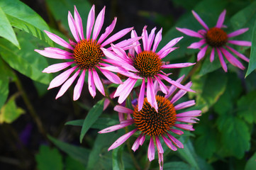 Wall Mural - Echinacea purpurea pink pearl or eastern purple coneflower flowers with green