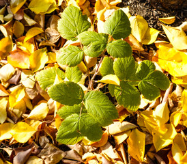 autumn leaves on green background