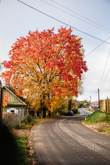 autumn day in the village, a large bright tree stands on the edge of a rural road near a wooden hous