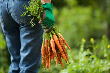 Wall Mural - behind of gardener with bunch of carrots in hand