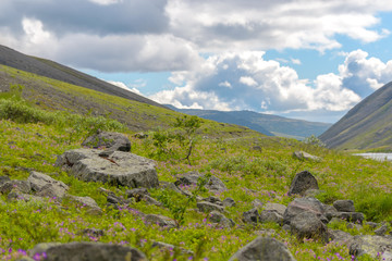 Poster - Mountain landscape with flowers. Hibiny mountains, Arctic circle, Kola peninsula, Murmansk region, Russia