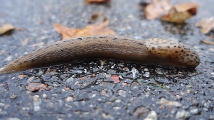 Wall Mural - a giant gardenslug quiet strip at the edge of the forest