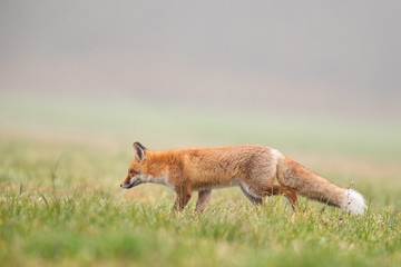 Wall Mural - Mammals - European Red Fox (Vulpes vulpes)