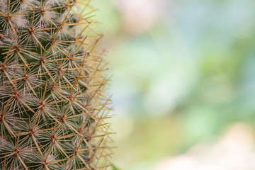 Wall Mural - close up view of cactus bonsai with copy space