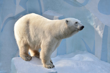 polar bear