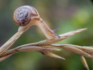 a small snail on a dry plant