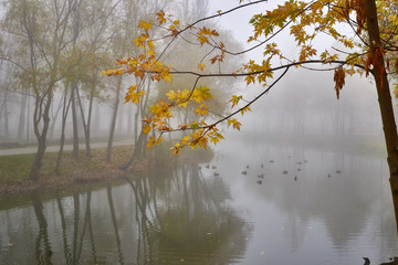 Wall Mural - fog in the park with lake in autumn