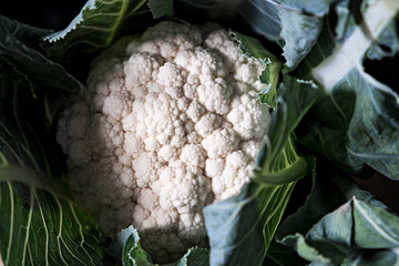 Close up of generic cauliflower in natural light.