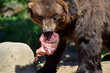 Brown Bear Eating Meat Close Up Portrait