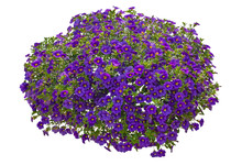 Cut Out Flowers. Purple Flowers Isolated On White Background. Hanging Flowers Basket. Flower Bed For Garden Design Or Landscaping. High Quality Clipping Mask.