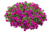 Cut Out Flowers. Pink Flowers Isolated On White Background Via An Alpha Channel. Hanging Flowers Basket. Flower Bed For Garden Design Or Landscaping. High Quality Clipping Mask.