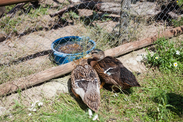 two ducks in animal farm in Latvia