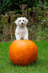 Wall Mural - Little dog standing with paws on pumpkin