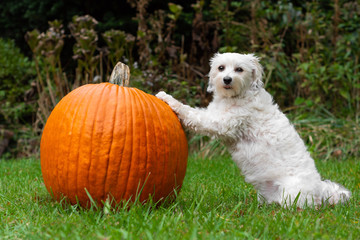 Wall Mural - Dog with paws on pumpkin