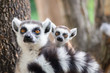 © J.NATAYO - Lemur and their baby