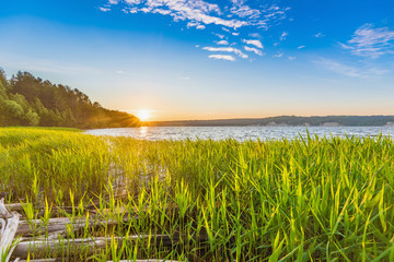 Wall Mural - sunrise, sunset with rays through green reeds, cattail on the river bank.