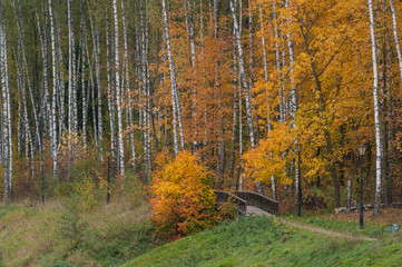 Sticker - autumn trail