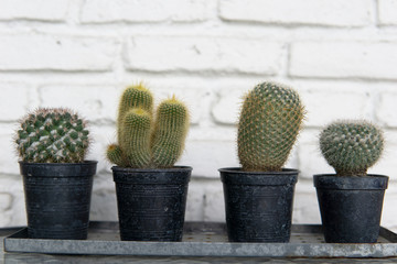 Wall Mural - Cacti plants in potted black plastic container lined up on a white brick wall background. Cactus plants on white brick wall background.