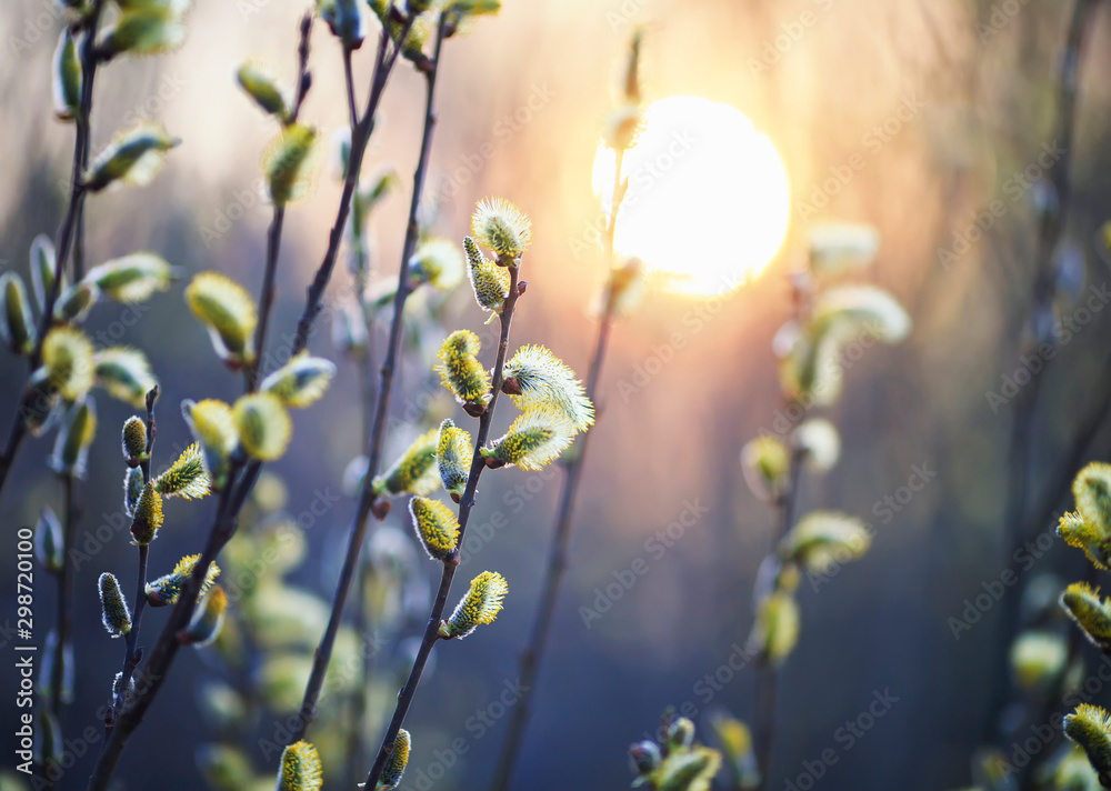 beautiful willow branches with fluffy yellow buds blossomed in spring warm day on the background of sunset - obrazy, fototapety, plakaty 