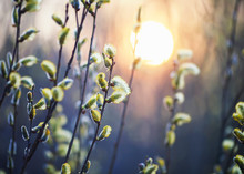 Beautiful Willow Branches With Fluffy Yellow Buds Blossomed In Spring Warm Day On The Background Of Sunset