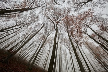 Wall Mural - Bare trees of an autumn forest