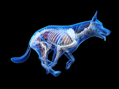 3d rendered medically accurate illustration of a dogs internal anatomy
