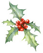 Watercolor illustration of holly plant with red berries. For Christmas or new year decoration.
