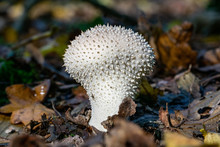 Lycoperdon Perlatum Fungi, Also Known As The Common Puffball, Warted Puffball, Gem-studded Puffball, Or The Devil's Snuff-box