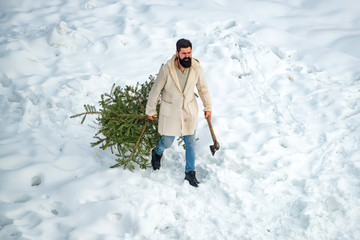 Canvas Print - Bearded man is carrying Christmas tree in the wood. Christmas tree cut. Merry Christmas and Happy Holidays. Young lumberjack bears fir tree in the white snow background.