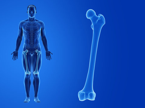 3d rendered medically accurate illustration of the human femur