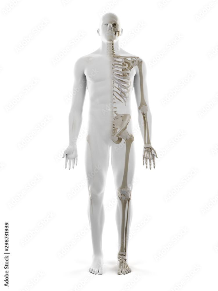 3d rendered medically accurate illustration of the human skeleton - obrazy, fototapety, plakaty 