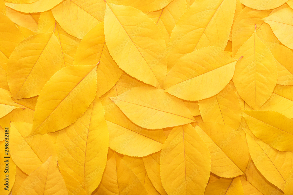 Background from autumn fallen leaves close-up. The texture of the yellow foliage. - obrazy, fototapety, plakaty 