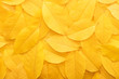 Leinwandbild Motiv Background from autumn fallen leaves close-up. The texture of the yellow foliage.