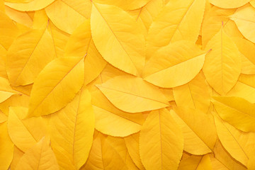 background from autumn fallen leaves close-up. the texture of the yellow foliage.
