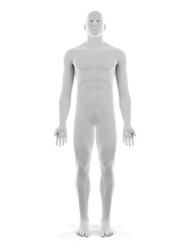 3d rendered medically accurate illustration of the male body