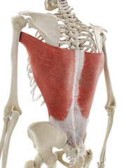 3d rendered medically accurate illustration of the latissimus dorsi