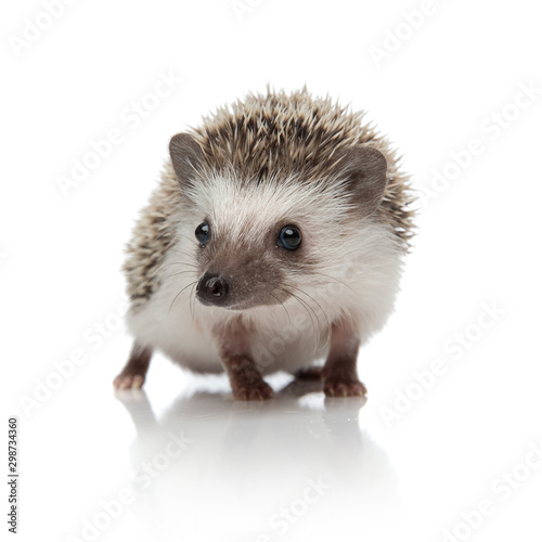 Fotografía cute african hedgehog walking and looking to side