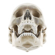 3d rendered medically accurate illustration of the skull with open jaw