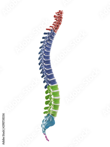 Fotografía 3d rendered medically accurate illustration of the segments of the human spine