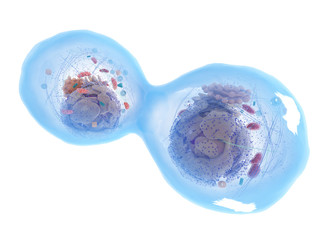 Canvas Print - 3d rendered medically accurate illustration of a dividing human cell