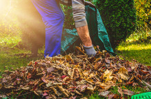 Seasonal Raking Of Leaves In The Garden. Concept Of Cleaning And Caring For The Garden. Man Rakes Withered And Colorful Leaves In The Garden. Autumn Cleaning Before Winter, Spring Cleaning Garden.