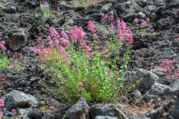 Flora of Mount Etna volcano, blossom of pink Centranthus ruber Valerian or Red valerian, popular garden plant with ornamental flowers.