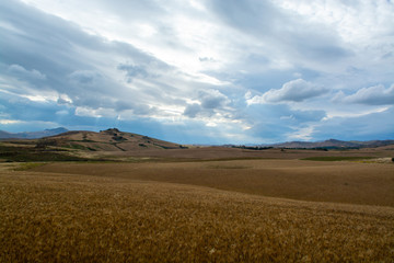 Wall Mural - Fields with ripe sicilian durum pasta wheat on sunset