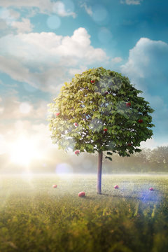 morning story. lonely apple tree in the field. vertical beautiful background