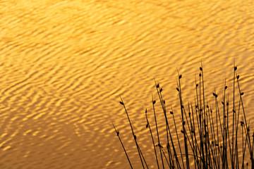 silhouette reed or grass in natural meadow with golden wavy water in sunset time nature background