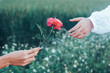 ็Hand holding rose flower to give someone in the meadow.