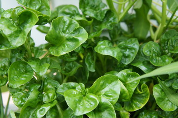 Wall Mural - Brazilian Spinach or Sissoo spinach or Samba lettuce. These vegetables also provide a variety of health benefits such as anti-cancer and vitamin K.