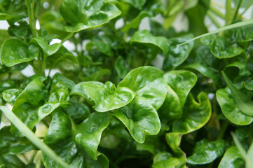 Wall Mural - Brazilian Spinach or Sissoo spinach or Samba lettuce. These vegetables also provide a variety of health benefits such as anti-cancer and vitamin K.