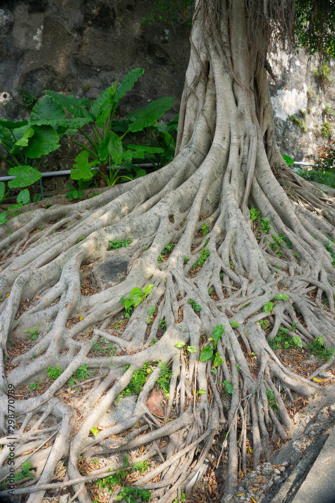 木の根っこ Stock Photo | Adobe Stock